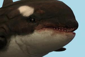 Whale Whale-2