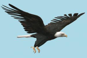 Eagle eagle, falcon, bird, air-creature, nature, predator, wild