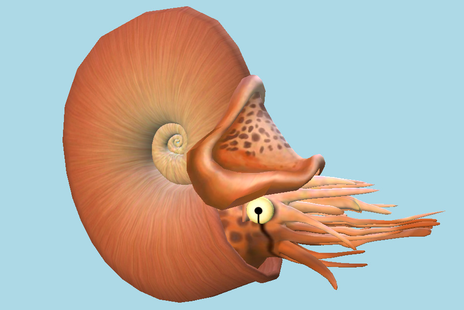 Ammonite 3d model
