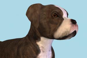 Dog Dog-2