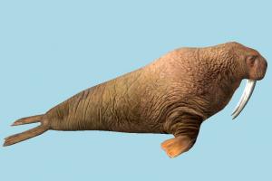 Walrus walrus, seal, sea-creature, animal, realistic, nature