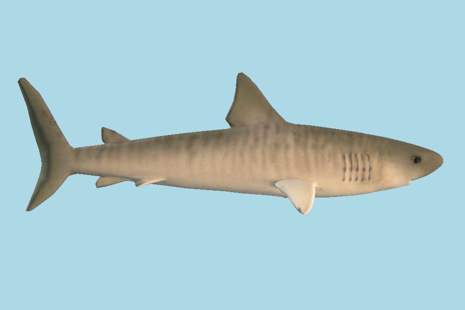 Tiger Shark 3d model