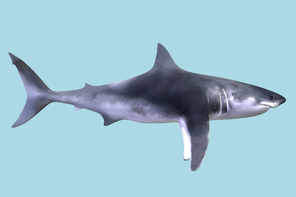 Shark 3d model