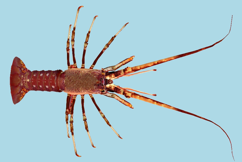 Lobster 3d model
