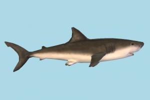 Shark shark, fish, sea-creature, fishing, sea