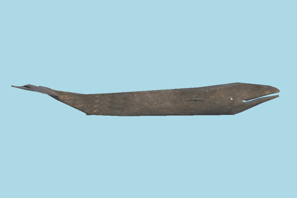 Whale 3d model