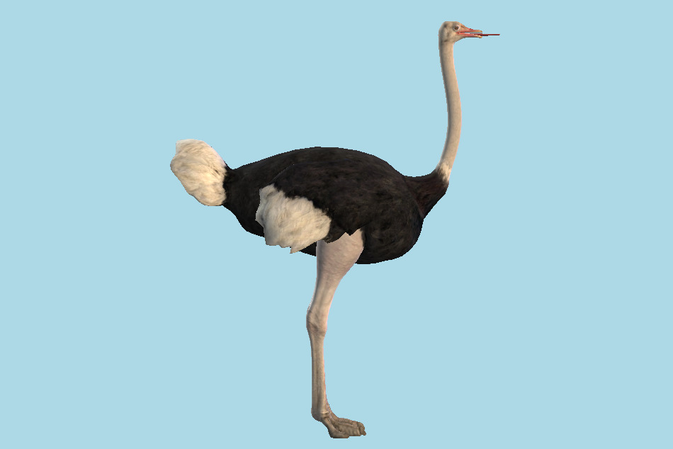Ostrich 3d model