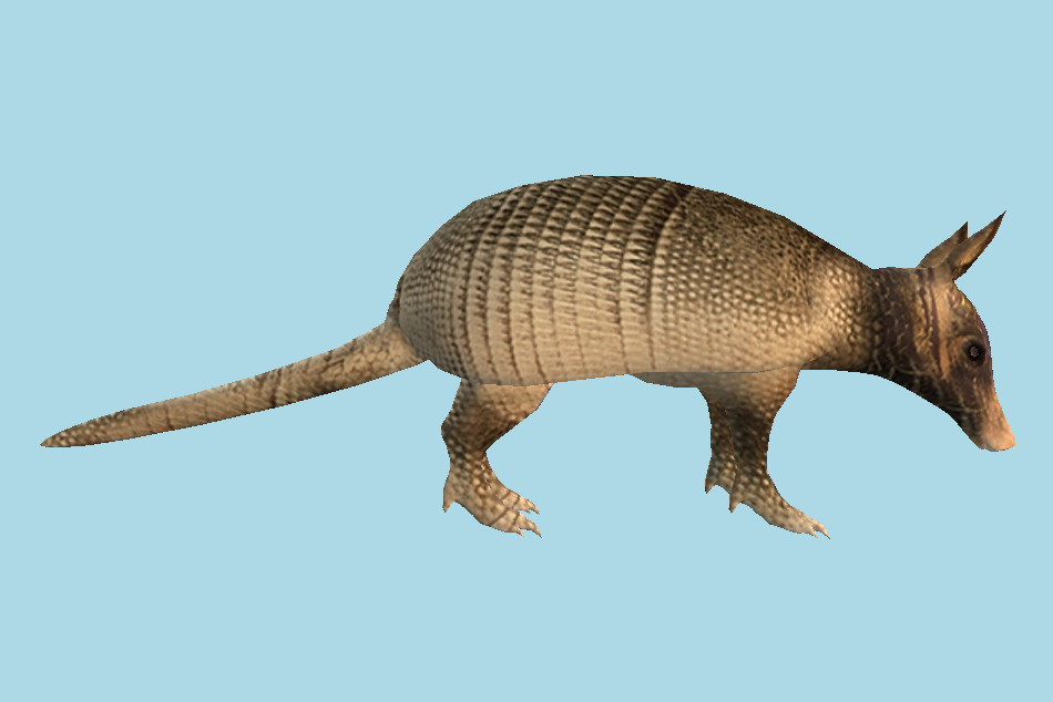 Armadillo 3d model
