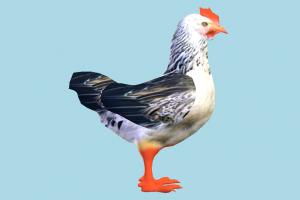 Chicken Chicken