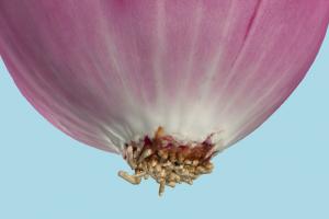 Onion Onion-3