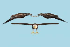Eagle eagle