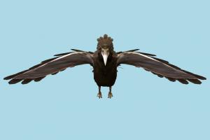 Falcon Falcon