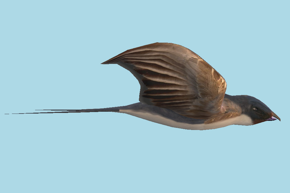 Bird 3d model