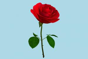 Rose rose, flower, plant, grass