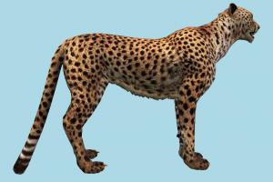 Cheetah Run animated, cheetah, tiger, animal, animals