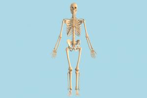 Skeleton Skeleton
