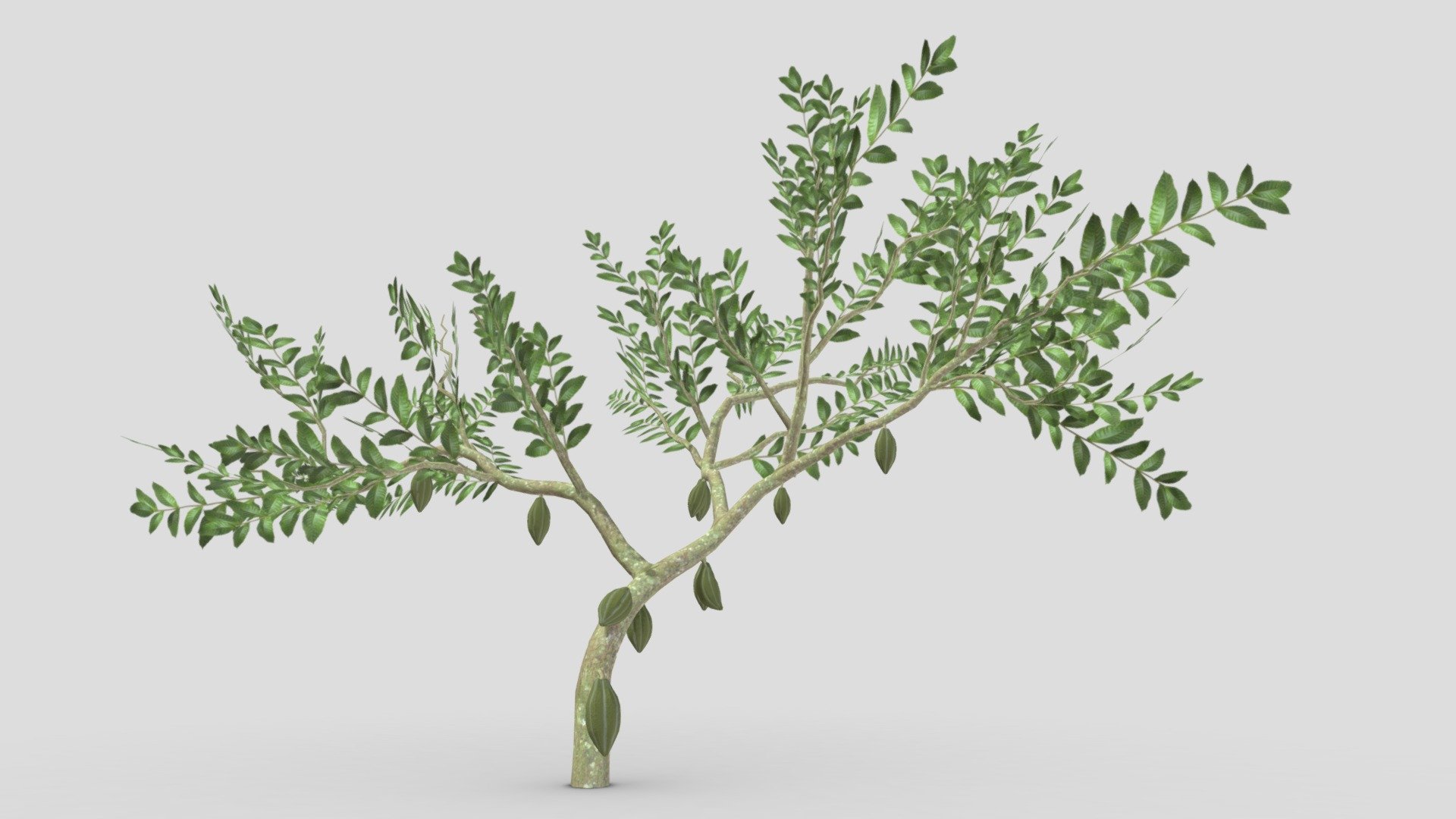 This is a 3D low poly model of a Cacao tree that you can use in your projects.

Info:

Theobroma cacao is a small evergreen tree in the family Malvaceae. Its seeds, cocoa beans, are used to make chocolate liquor, cocoa solids, cocoa butter, and chocolate. Native to the tropics of the Americas, the largest producer of cocoa beans in 2018 was Ivory Coast, at 2.2 million tons 3d model