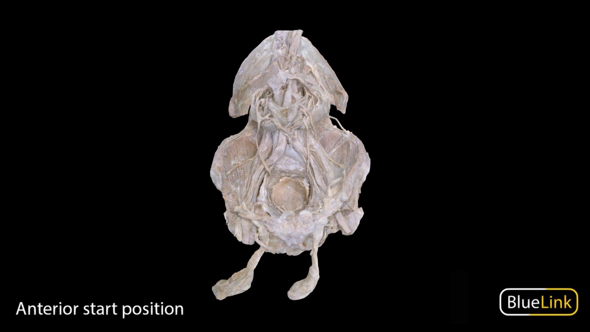 Human torso showcasing the urinary tract

Other visible structures: testicles, tunica albuginea, spermatic cord, ischioanal fossa and contents, inferior vena cava, aorta, kidney vasculature 

Captured with Einscan Pro
Captured by: Will Gribbin
Edited by: Cristina Prall
University of Michigan 
90002-T01 - Urinary Tract - 3D model by Bluelink Anatomy - University of Michigan (@bluelinkanatomy) 3d model