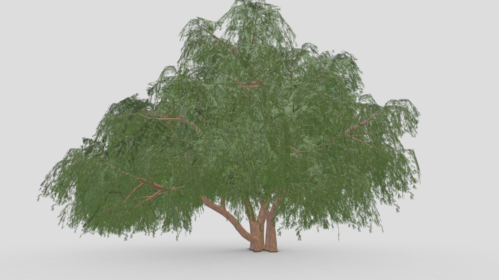 This is a 3D low poly model of the Prosopis Tree. I tried to work on the low poly version of this tree 3d model