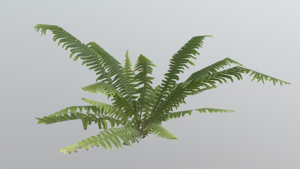Used quixel megascans free texture for fern leaves - Fern - Download Free 3D model by zvanstone 3d model