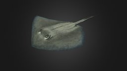 Southern Stingray fish, caribbean, ocean, stingray, atlantic, wildlife, handpainted, low-poly, lowpoly, hand-painted