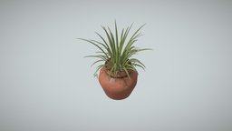 Plant Liriope Muscari plants, leaf, nature, ceramics, planter, lowpoly, gameasset, gameready