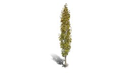 Realistic HD Lombardy poplar (6/75) trees, tree, plant, forest, plants, africa, asia, vegetation, outdoor, foliage, nature, europe, middle-east, wetland, vegetations, broadleaf-tree