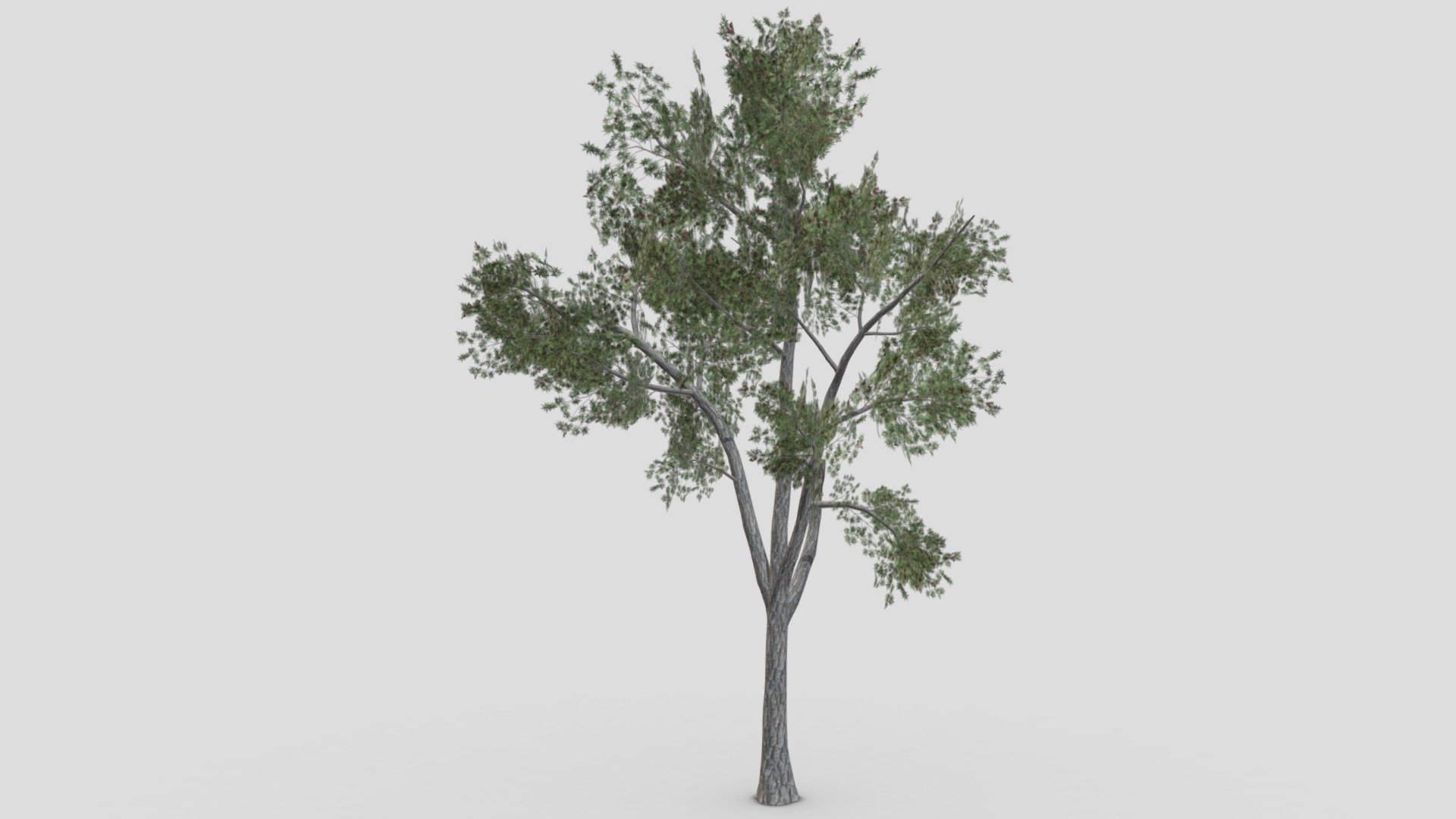 This is a low poly 3D Model of the Conocarpus Tree. I tried to make a low poly model so you can use this 3D model in your projects 3d model