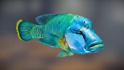Humphead Wrasse low poly fish, ocean, aquarium, sale, cgtrader, lowpolymodel, wrasse, 3d, lowpoly, model, animated, 3dmodel, humphead