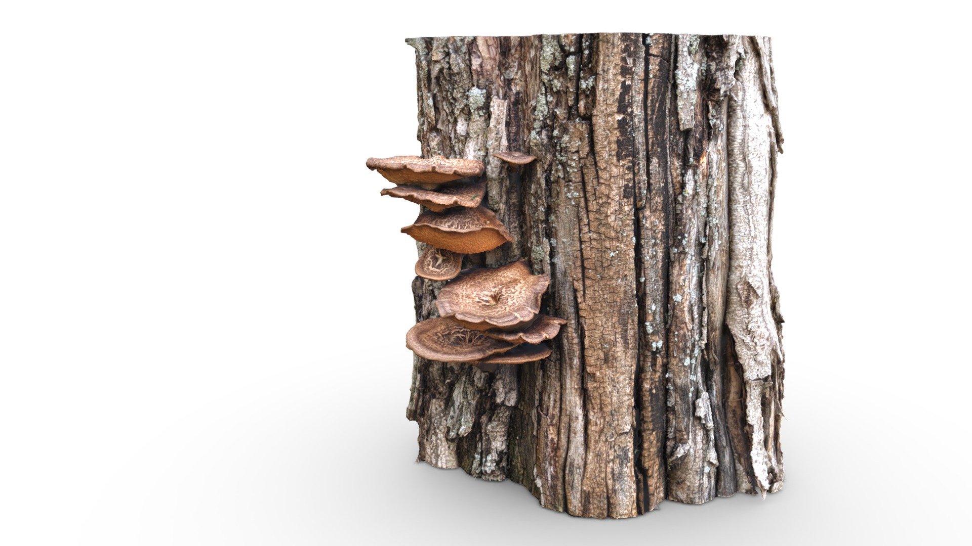 Now that it's springtime and the conditions are right, mushrooms abound. I found these lovelies in Old Tappan, NJ.

114 Pixel 2 images, processed in RealityCapture with a little bit of cleanup in Blender 3d model
