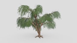 Prosopis Tree- 12 prosopis, 3d-prosopis, lowpoly-prosopis