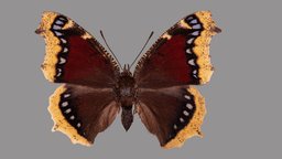 Nymphalis antiopa metashape, agisoft