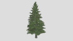 Norway Spruce Tree tree, green, plant, landscape, forest, terrain, garden, vray, archicad, european, exterior, pine, cryengine, cone, norway, evergreen, park, realistic, game-ready, vue, spruce, corona, unrealengine, conifer, game-asset, lumion, unity, architecture, 3dsmax, blender, pbr, cinema4d, revit