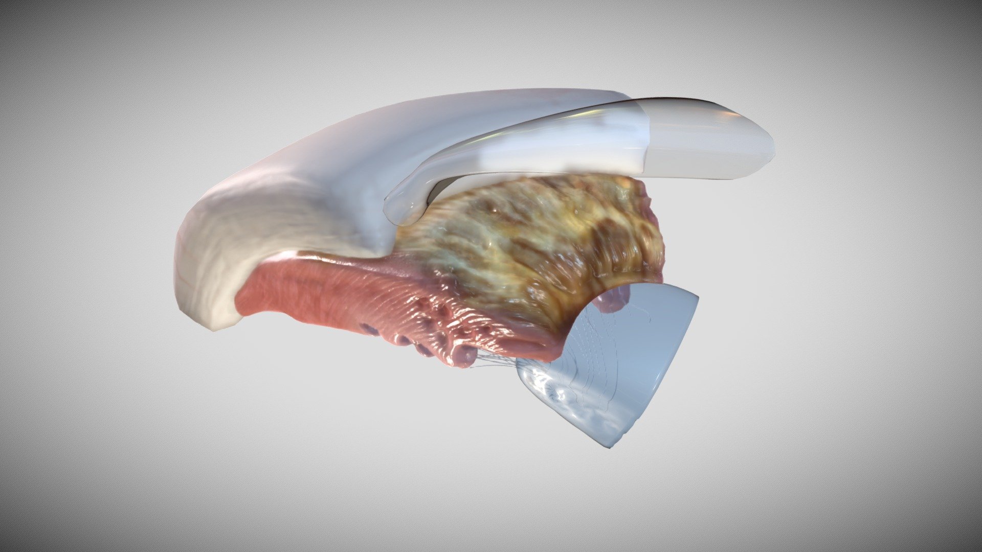 Ciliary body is a circular structure that extends from the iris (the colored part of the eye).


Ciliary Body is divided into two parts :
The first one is the Ciliary muscle.
The second one represents Ciliary Processes
 - Ciliary Body - Buy Royalty Free 3D model by Ebers 3d model