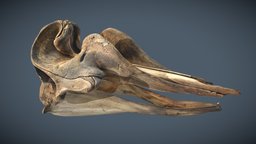 Bottlenose Whale Skull & Mandible heritage, natural, skeletons, whales