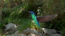 Hummingbird photohshop, blender