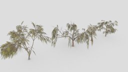 Eucalyptus Tree- Pack- 01 unreal, eucalyptus, unity, lowpoly-eucalyptus, 3d-eucalyptus, lowpoly-3d-eucalyptus, eucalyptus-3d-collection, eucalyptus-3d-pack