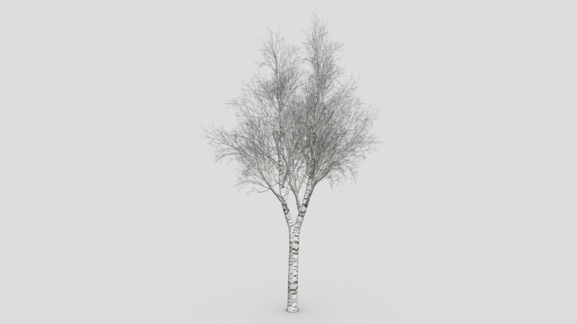 This is a 3D low poly model of a white Birch tree for your project 3d model