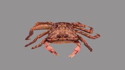 Metapograpsus latifrons metashape, agisoft