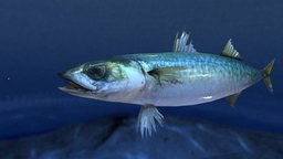 マサバ(Chub mackerel) fish, animals, seafish, game, creature, animation, sea