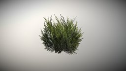 bush plant, bush, substancepainter, free