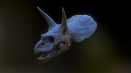 Triceratops Horridus