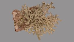 Evernia prunastri metashape, agisoft