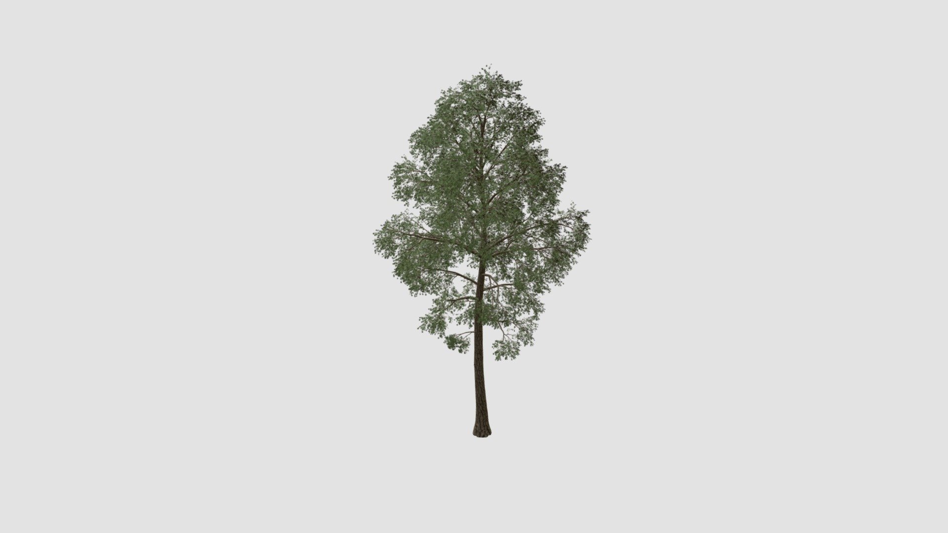 Highly detailed 3d model of tree with all textures, shaders and materials. It is ready to use, just put it into your scene 3d model