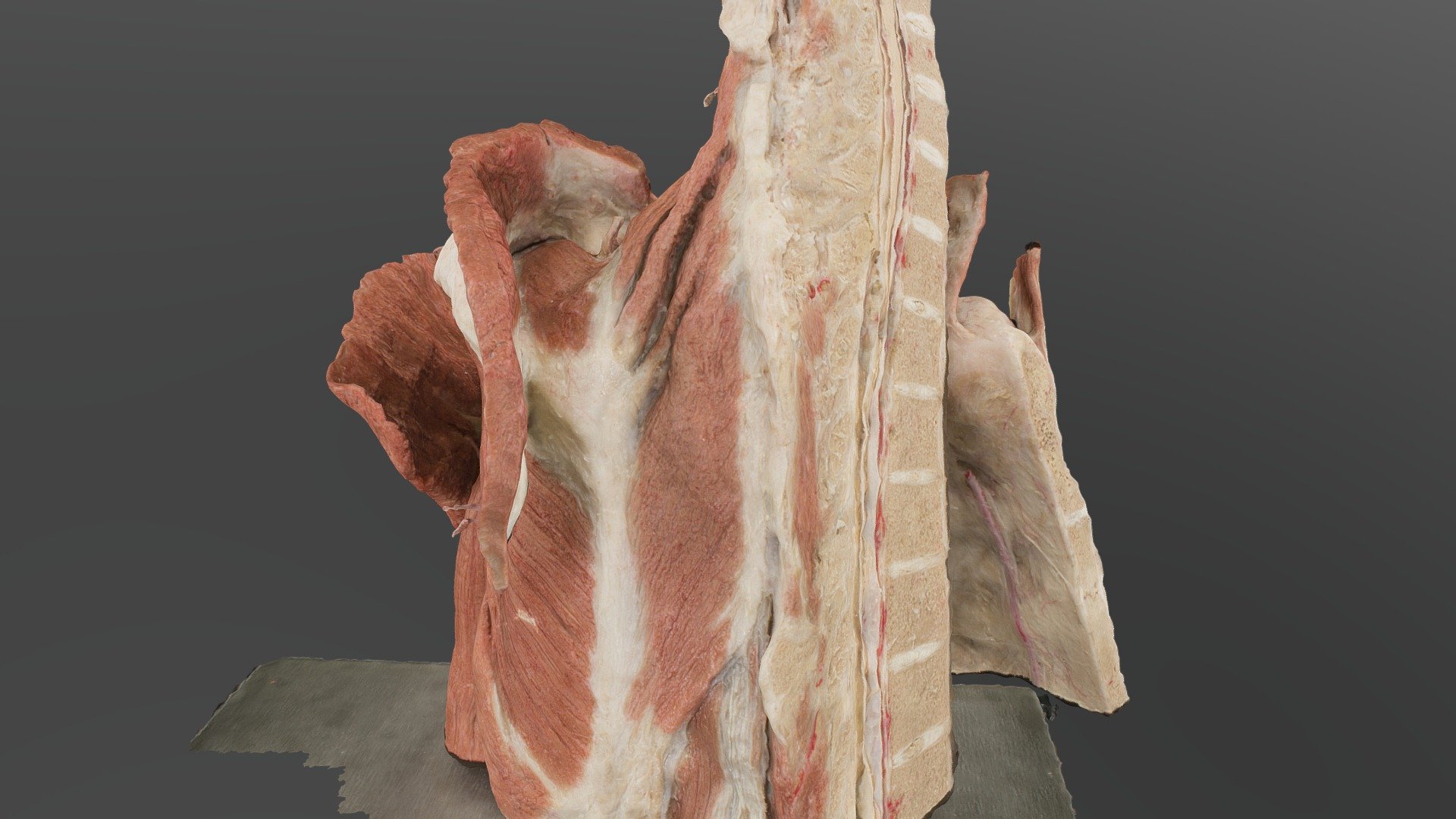 photogrammetry using canon eos m, 24mm, foldio 360 - plastination 003 hi-res, 2 chunks - 3D model by ScienceLifeNY 3d model