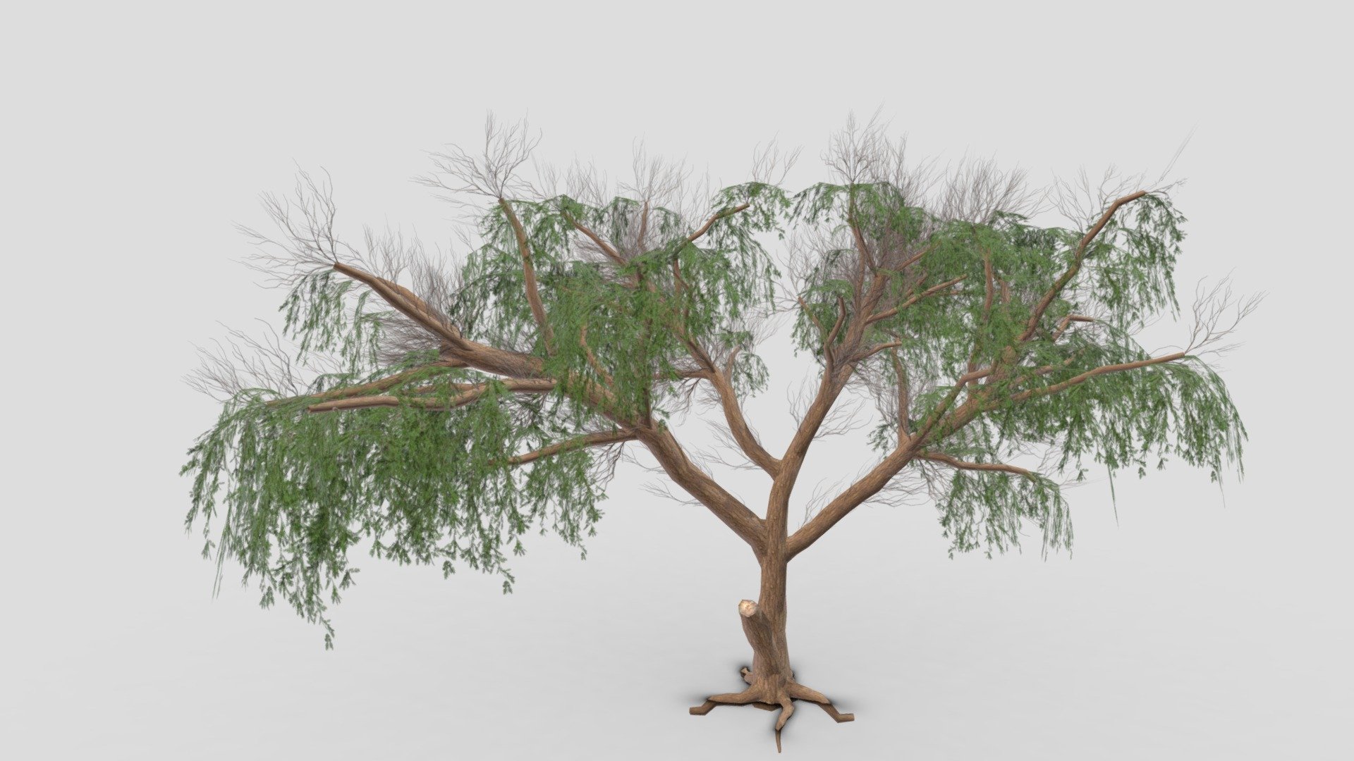 This is a 3D low poly model of the Prosopis Tree. I tried to work on the low poly version of this tree 3d model