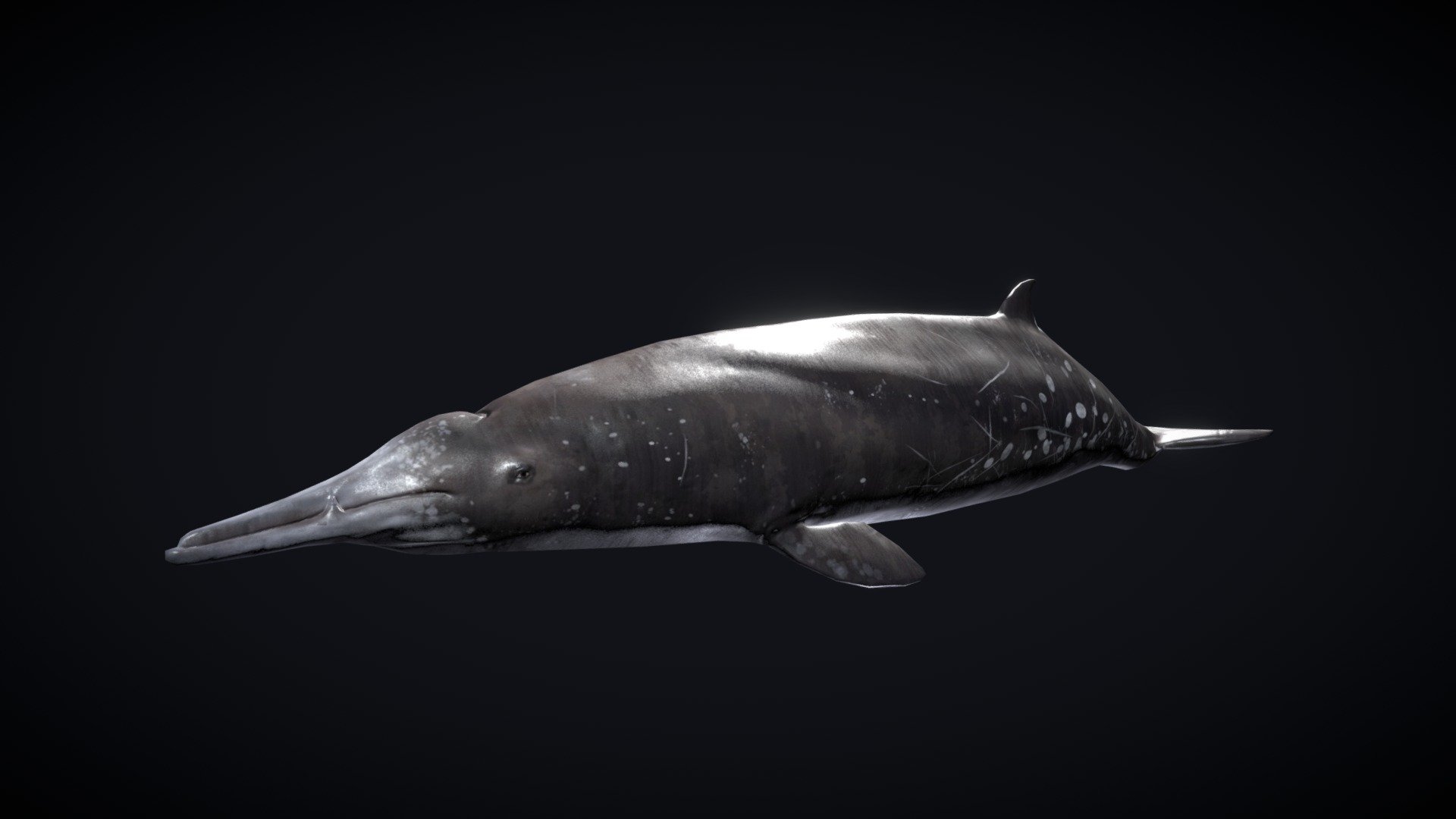 A few years back I've been tasked with this little guy for the VR project by Australian National Maritime Museum. It's still cute, I think 3d model