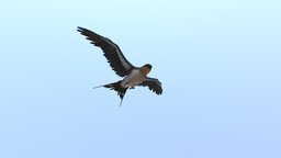 Real time swallow for a VR project substance-painter-2, zbrush4r8, maya