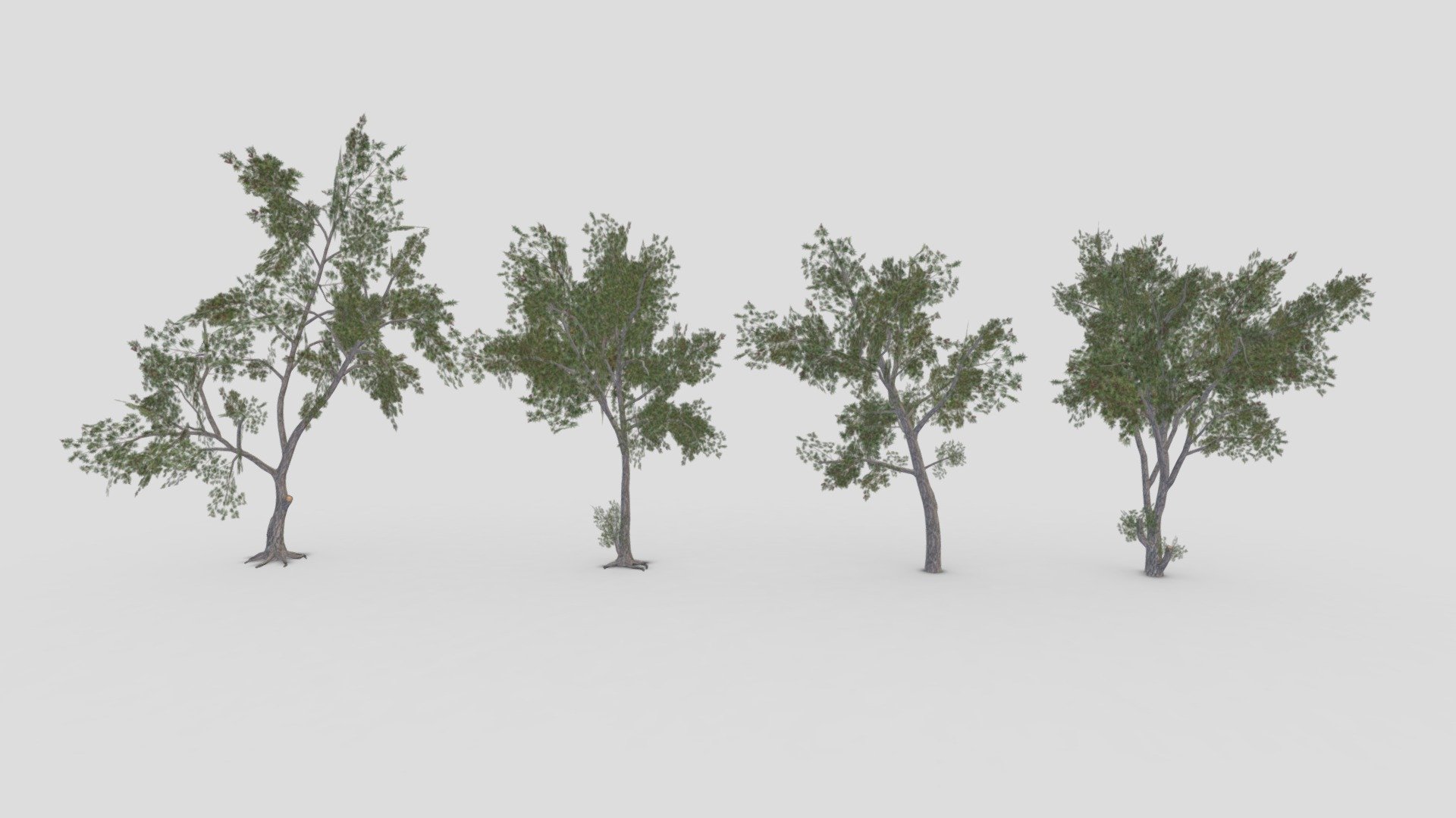 This is a low poly 3D Model collection of the Conocarpus Tree. I tried to provide you a low poly collection of the Conocarpus Tree you can use that in your projects 3d model