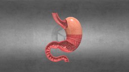 Stomach anatomy, muscle, stomach, intestine, gastrointestinal, gastro, stomach-anatomy